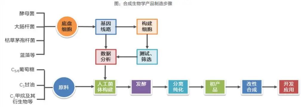 用生物技术，再造工业生产插图2