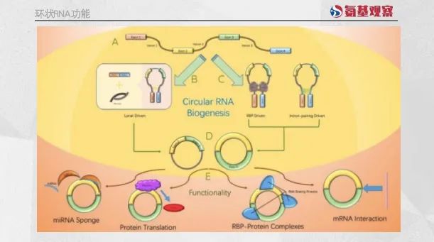 环状RNA五十年：从“弃子”到风口插图2